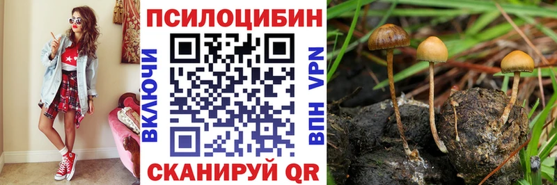 KRAKEN зеркало  Тетюши  Галлюциногенные грибы Psilocybe 
